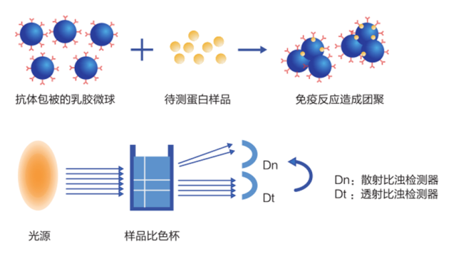 从试管到报告单，免疫比浊法背后的故事