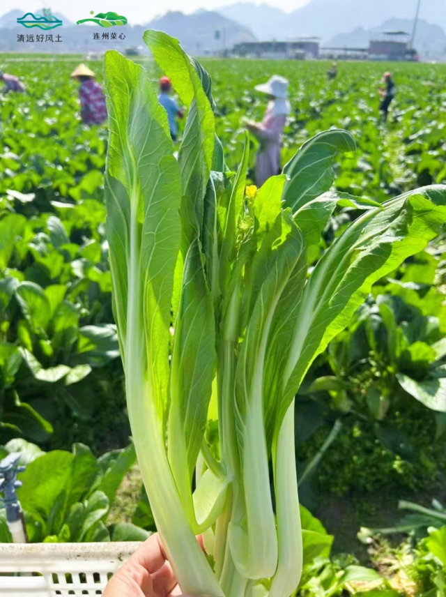 连州菜心。