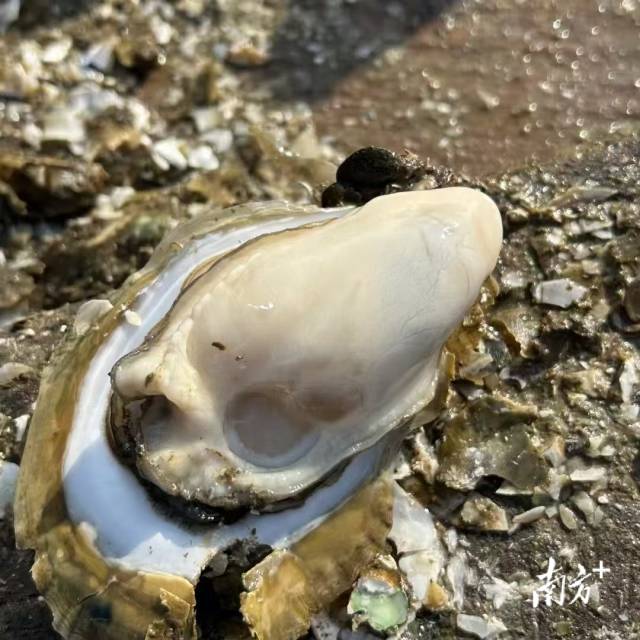 程村蚝依托阳西县独特的咸淡水交汇环境与万亩红树林，滋养出“高蛋白、高锌、低胆固醇”的特质。