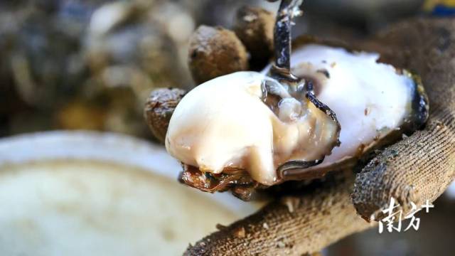 咸淡适中的水质搭配周边万亩红树林，让程村蚝赢得“海中牛奶”的美誉。