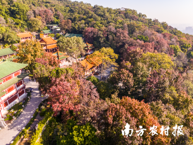 “圭峰叠翠”层林尽染之景 “圭峰叠翠”层林尽染之景