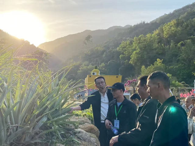 培训学员体验采摘菠萝