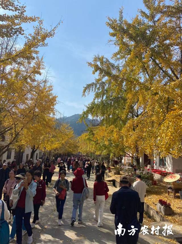 帽子峰银杏进入高光时刻,满目金黄 帽子峰银杏进入高光时刻,满目金黄