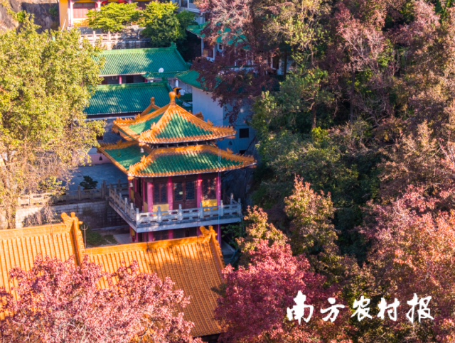 广东“红”了！多地迎来最佳赏叶季