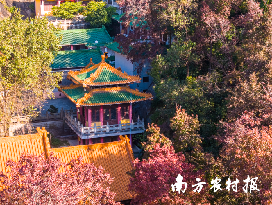 广东圭峰山国家森林公园枫林 广东圭峰山国家森林公园枫林