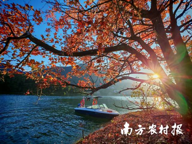 阳光穿过林梢,迎最叶季<strong></strong>红叶与流溪河共绘秋意 阳光穿过林梢,多地红叶与流溪河共绘秋意