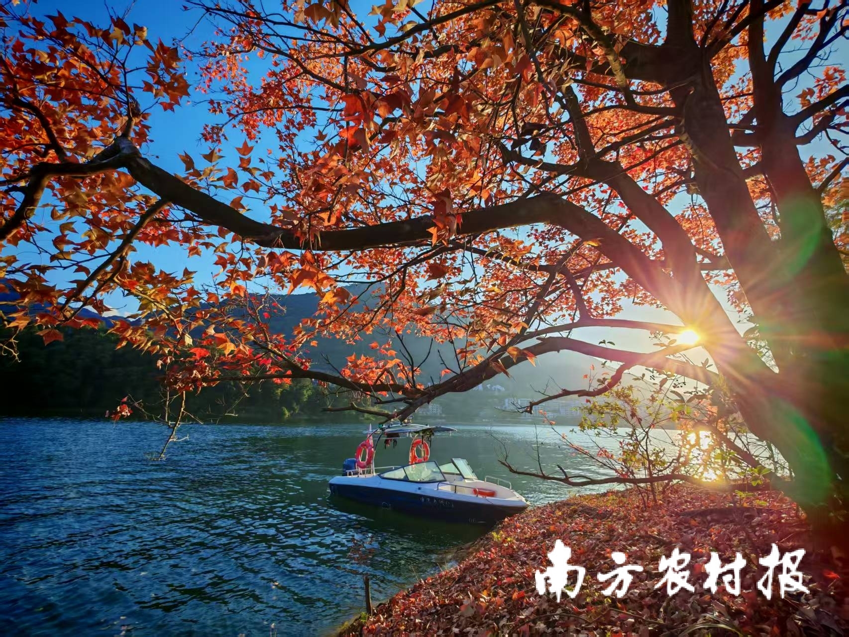 陽光穿過林梢,迎最葉季<strong>WhatsApp%E3%80%90+86%2015855158769%E3%80%91appartement%20a%20louer%20crans%20montana</strong>红叶与流溪河共绘秋意 阳光穿过林梢,红叶与流溪河共绘秋意