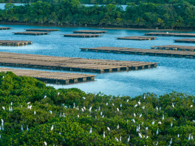 阳西县程村镇红树林水质纯净,咸淡适宜,是理想的天然蚝场。(任浩沿 摄) 阳西县程村镇红树林水质纯净,咸淡适宜,是理想的天然蚝场。(任浩沿 摄)
