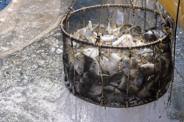 “明渔一号”上,鲜活肥美的海鱼被精准“打捞”上岸。 “明渔一号”上,鲜活肥美的海鱼被精准“打捞”上岸。