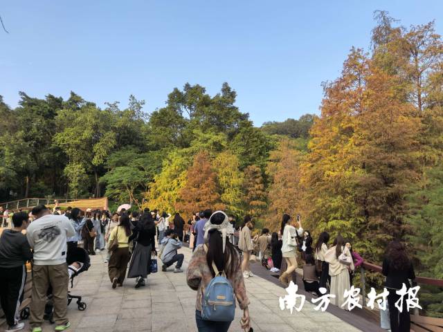 云溪植物园落羽杉吸引了众多亲子家庭前往打卡拍照 云溪植物园落羽杉吸引了众多亲子家庭前往打卡拍照