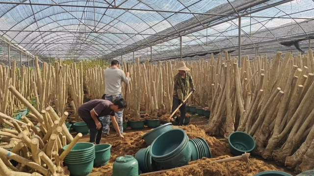 工人们正在把一颗颗修剪好的幸福树移植到花盆培土，整齐地摆放在种植大棚催芽
