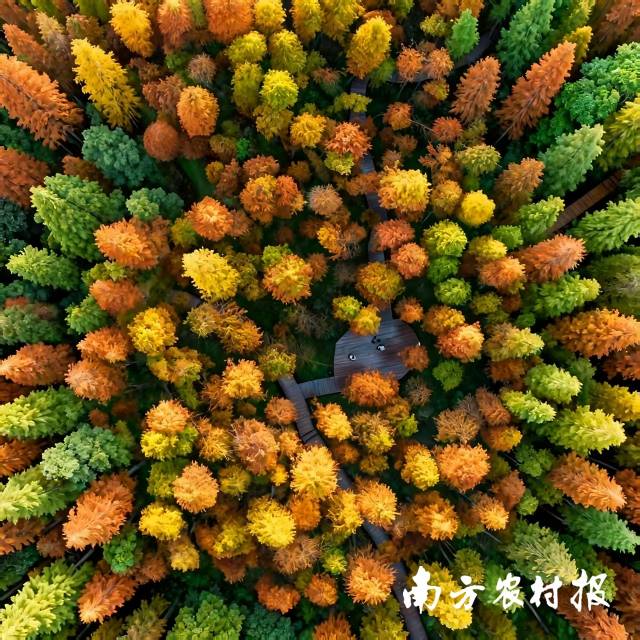 广东天井山国家森林公园“多彩森林” 广东天井山国家森林公园“多彩森林”