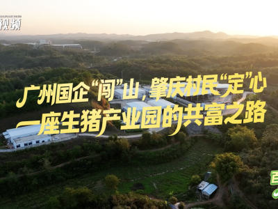 国企“闯”山记：一座生猪产业园的共富路｜百千万 广州范