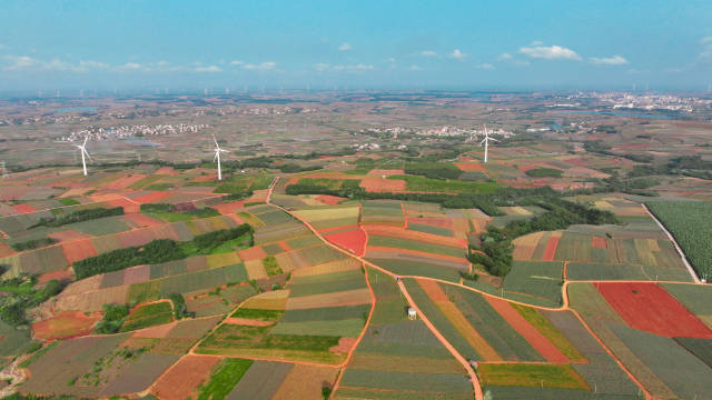 徐闻“菠萝的海”。