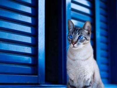 给“戏精毛孩子”拍段视频，2000元年货大奖等您截胡！速投→