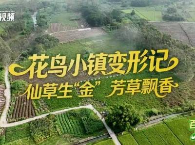 “花鸟小镇”变形记：仙草生金，芳香引路｜百千万 广州范