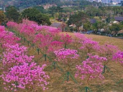图集｜元旦开放！中山古香林公园超大草坪+超粉花海来了