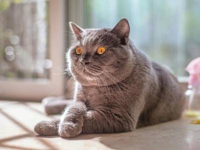 宠业科研er集合！院士见证+履历飞升，这波论文征集必须冲！