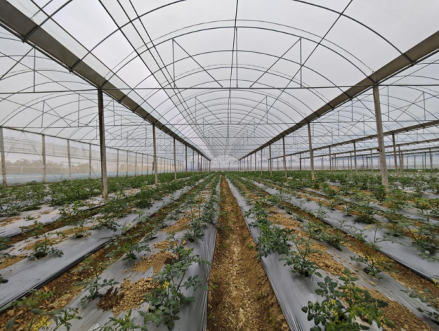 广西科博农业科技有限责任公司种植试验基地。田阳区融媒体中心供图