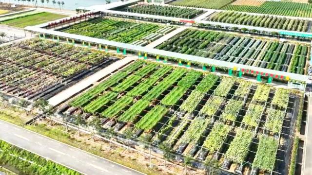 第二十四届广东种博会肇庆分会场田间品种展示现场