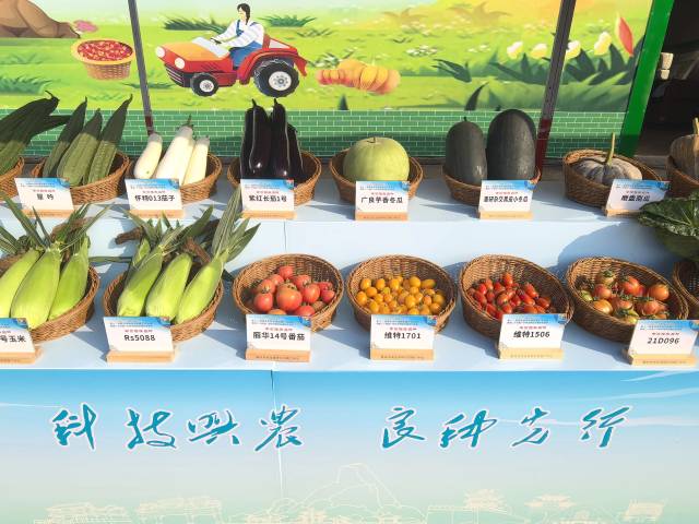 南方农村报 张植宏 拍摄