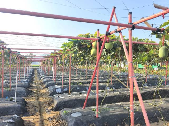 南方农村报 张植宏 拍摄