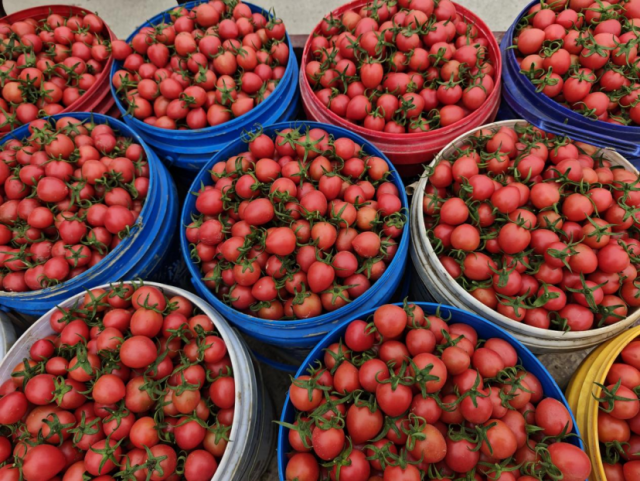 田州镇三雷村新鲜采摘的新品番茄。田阳区融媒体中心供图