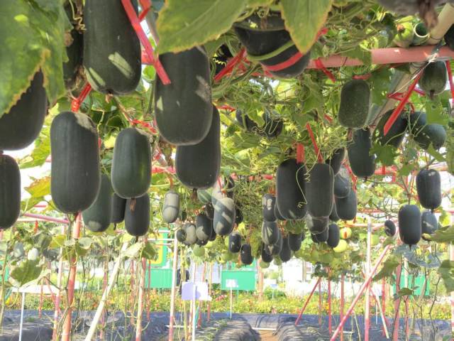 南方农村报 张植宏 拍摄