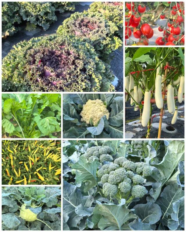 南方农村报 张植宏 拍摄