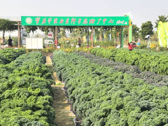 南方农村报 张植宏 拍摄