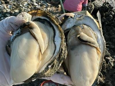 小生蚝撬动大产业！汕尾晨洲村打造乡村振兴“蚝”样板