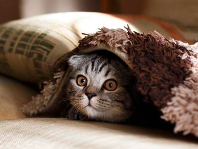 宠经济“爱”升级！大湾区宠物盛典邀您共同见证行业进步