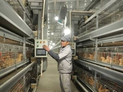 石坝镇党委书记陈建强：锚定百亿产值，建设三黄胡须鸡产业强镇