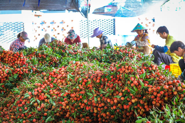 作为粤西荔枝主产区代表，荔遂溪县荔枝每年比其他产区提前15天上市，遂改革抢占全国市场先机 