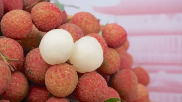 遂溪荔枝个大饱满。