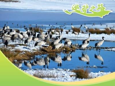 黑颈鹤到云南越冬，一起去巡护！