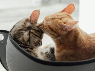 @宠业“智多星”们，科技创新奖征集冲刺！别浪费您的“金点子”