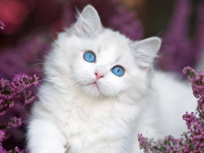 才华兑现倒计时！首届大湾区宠物盛典四大征集最后冲刺