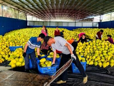 奋斗故事｜坚守20余年，他在原鸡场土地上种出乡村振兴“金果”