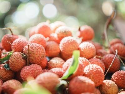 一个土特产：东坡荔出圈，农文旅共赢｜惠州“百千万”见成效