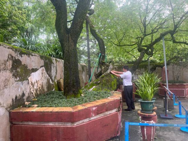 胡剑文在孙中山故居纪念馆内检查酸子树 胡剑文在孙中山故居纪念馆内检查酸子树