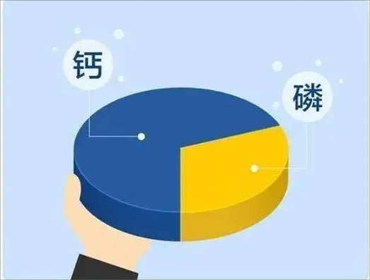 别让骨骼偷走你的钙：破解钙磷代谢的三角债