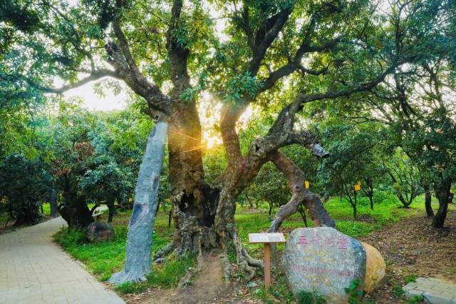 茂名根子贡园古荔枝树  