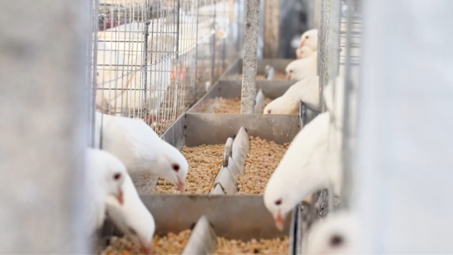 英德肉鸽 图/英德发布