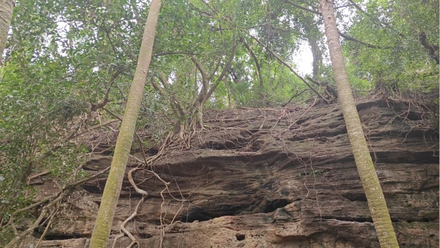 前生今世，看看长在石头上的树