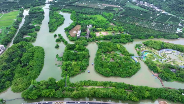 广东新会小鸟天堂古榕全景