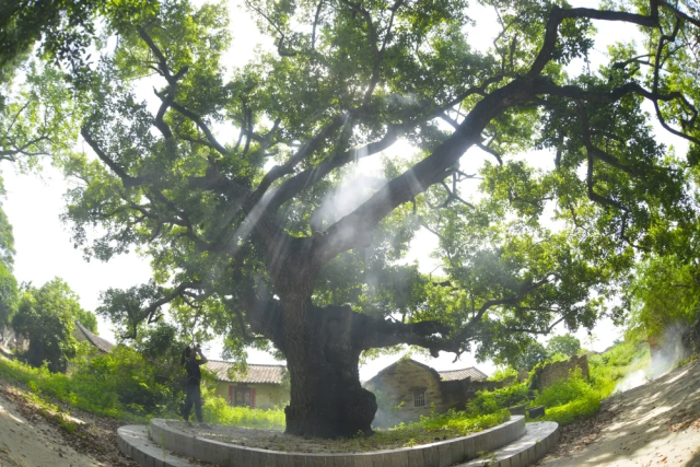 南方农村报 刘丽梅 制图