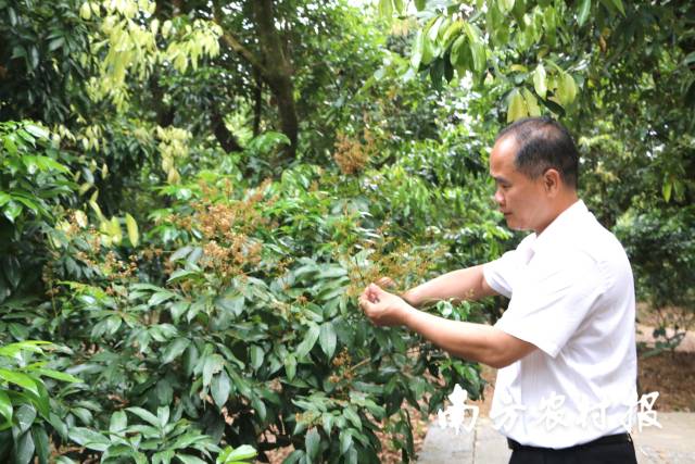 何树志在观察古荔枝树的生长状况