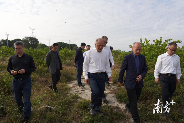 广东省人民检察院广州铁路运输分院分党组书记、检察长杨宇调研田心村香水柠檬种植园
