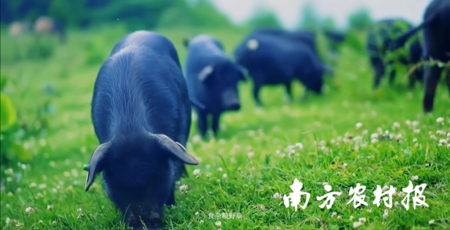 城口老腊肉的美味，源于生态慢养